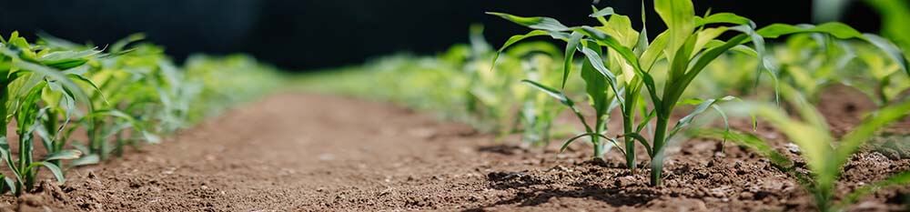 agri-food-immigration-pilot-banner-bg